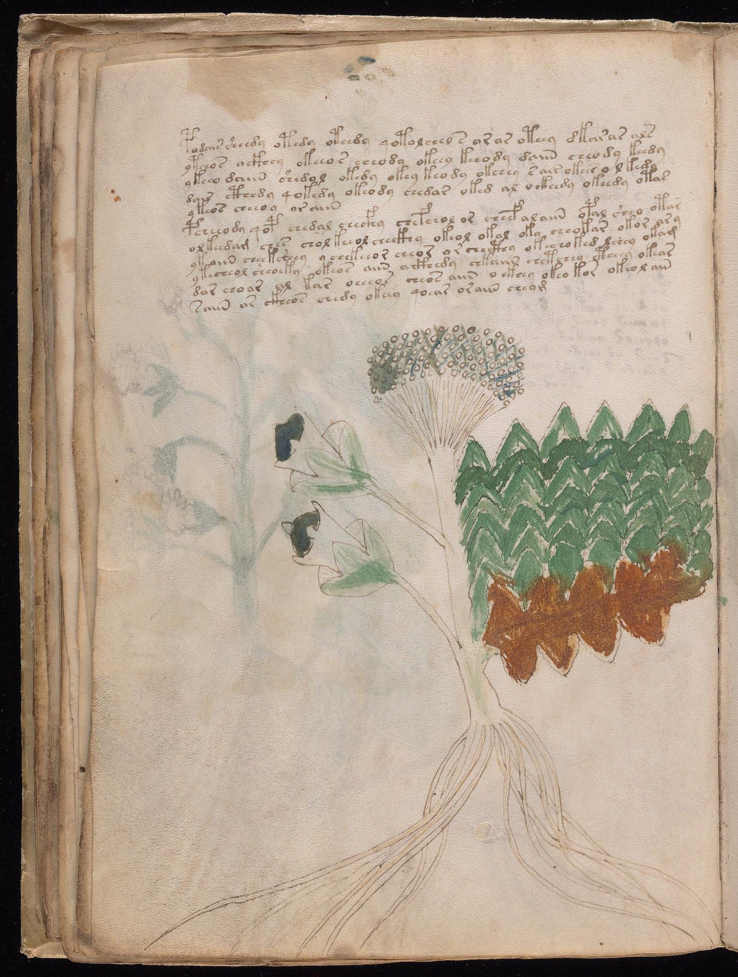 Voynich Manuscript folio f31v — Beinecke MS 408